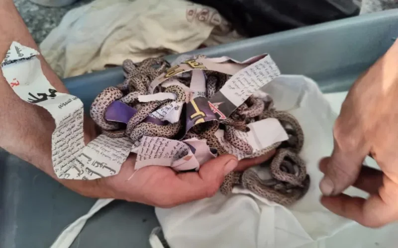 Reptiles menacés : une saisie record à l'aéroport de Marrakech