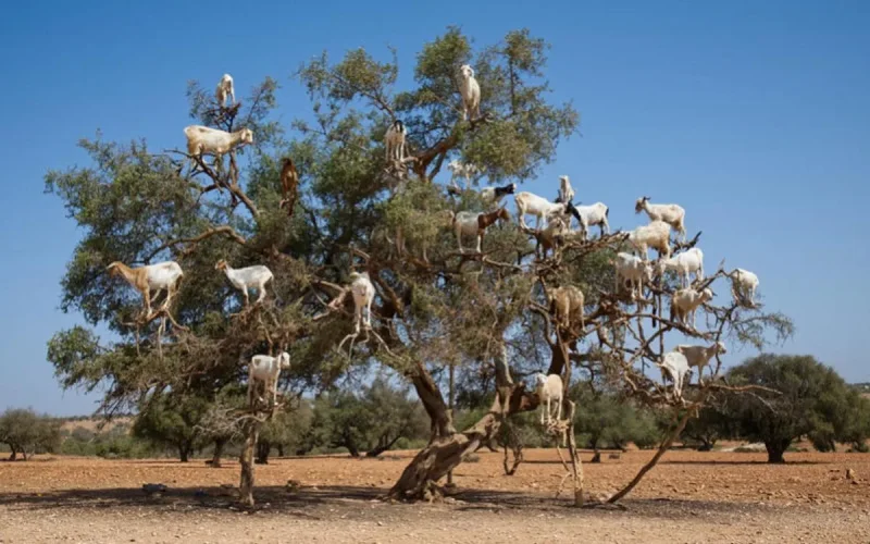 L'usage de l'arganier à Essaouira (Maroc) remonte à 150 000 ans, une découverte majeure