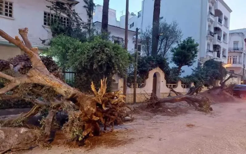 L'arrachage d'arbres centenaires fait polémique à Casablanca