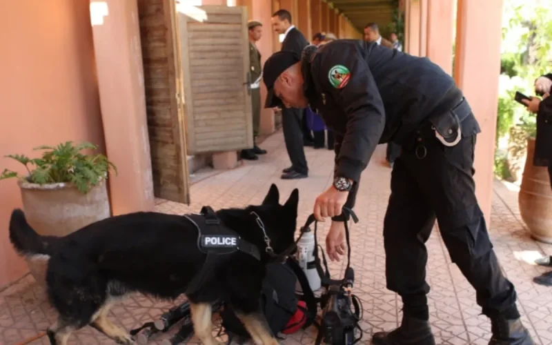 Voitures volées, blanchiment, armes : un Français rattrapé à Casablanca