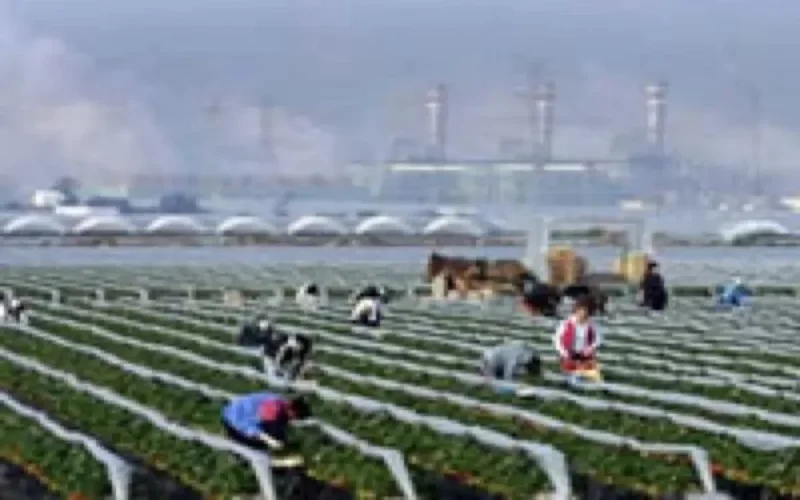 1000 ouvrier marocains de plus pour la campagne agricole à Huelva 