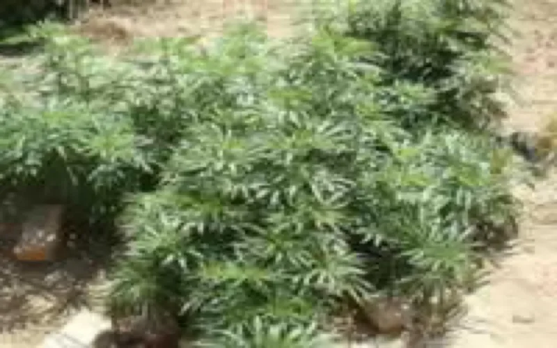 Maroc : Saisie record de cannabis par les douanes en 2006
