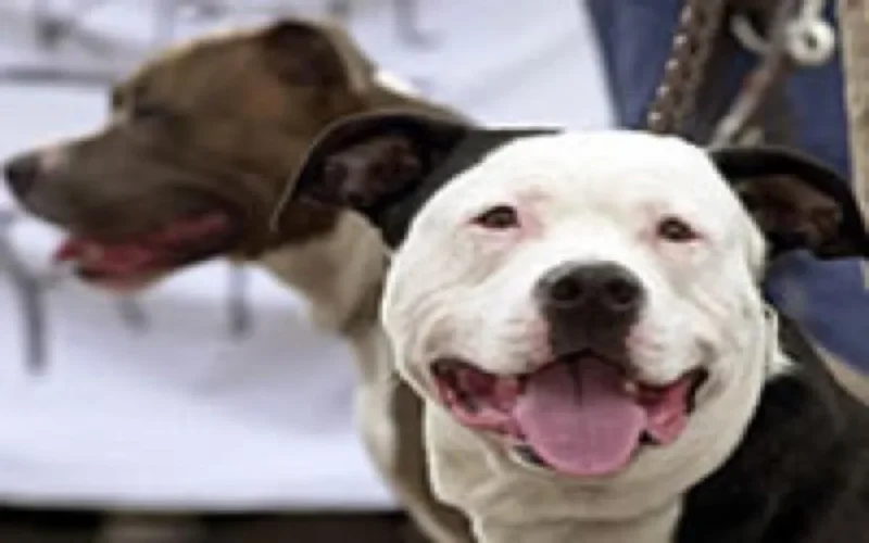 Maroc : Attention, maître dangereux 