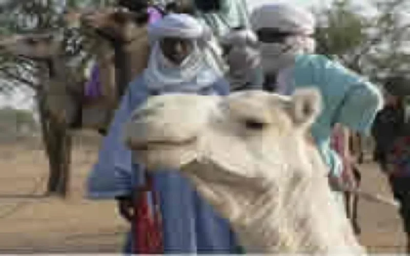 Les dromadaires marocains entrent au Guinness