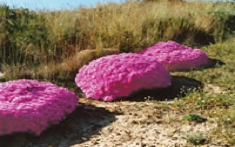 Tanger, la résistance par la botanique