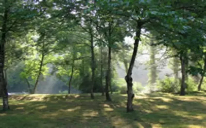 Le Maroc à Rome pour la rencontre "Forêts et énergie" de la FAO 