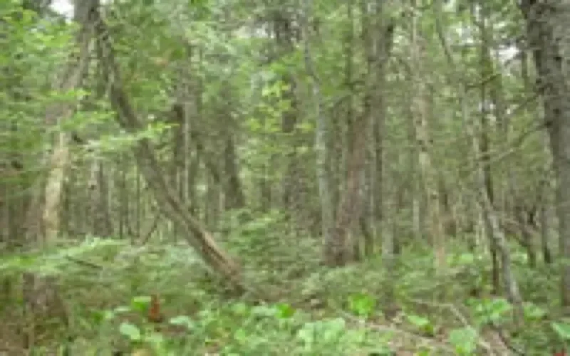 RTBF consacre une émission à la cédraie de l'Atlas 