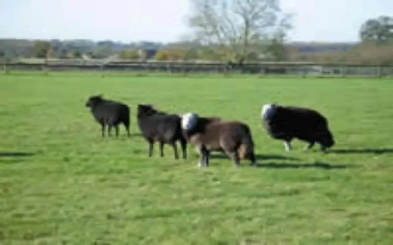 En désaccord sur la date de l'Aid Al Adha, la Belgique consacre deux jours à la fête