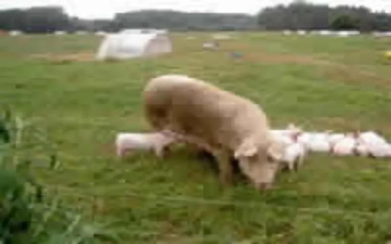 Du hallouf made in Morocco