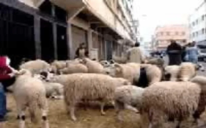 Aid Al Adha : Un gâchis de 450 millions de DH 