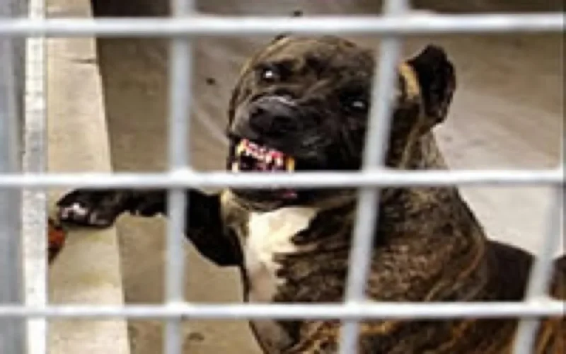 Un enfant attaqué par un pitbull, les propriétaires refusent de l'euthanasier