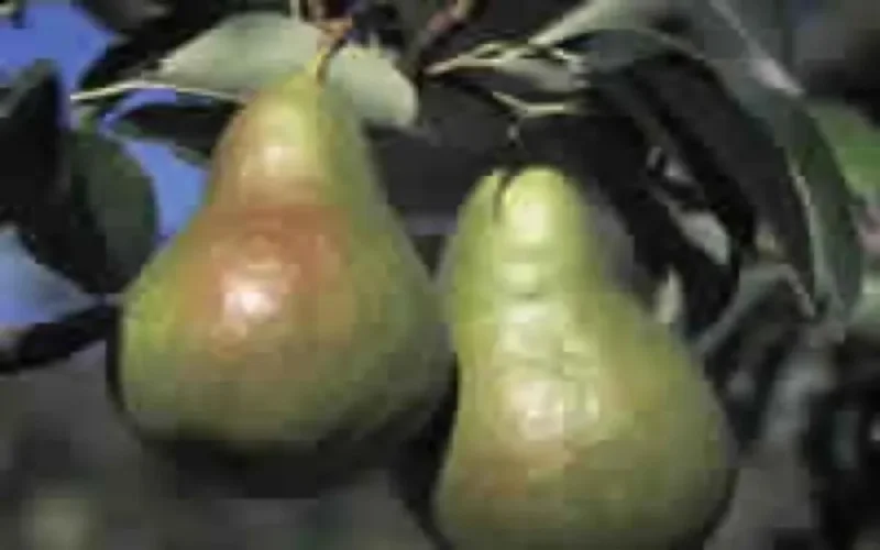 Travail saisonnier, les Marocaines supplantent les Roumaines