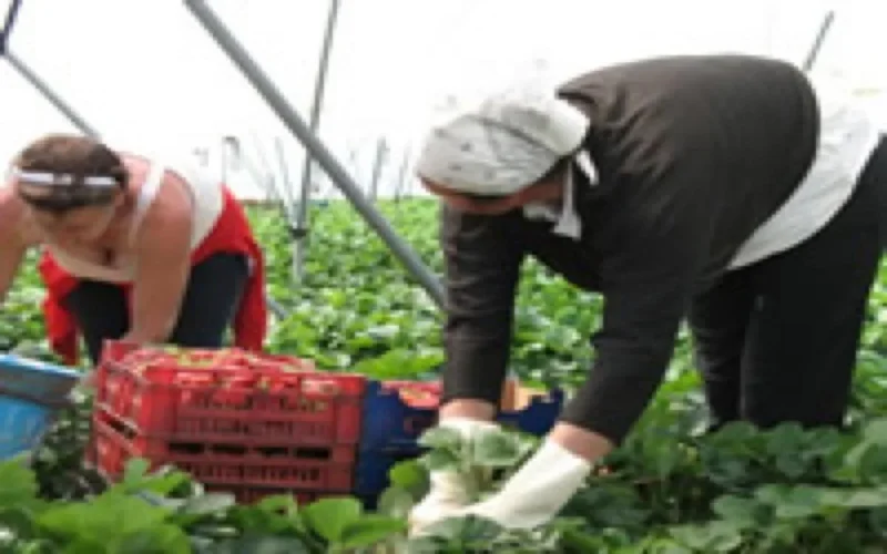 12.000 mères marocaines pour la fraise espagnole