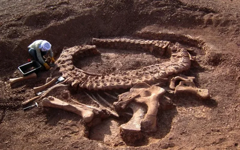 Le plus vieux dinosaure du monde à Ouarzazate