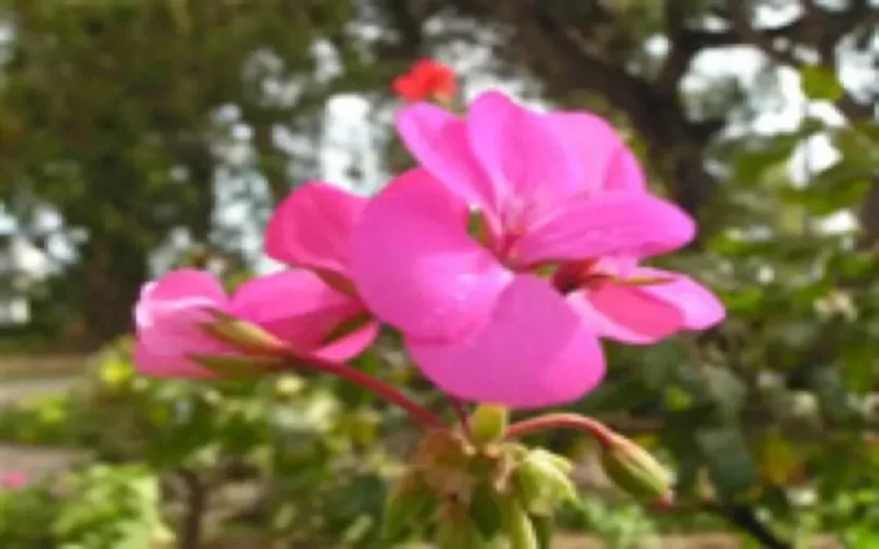 Le Maroc légendaire en une mosaïque de fleurs au Canada