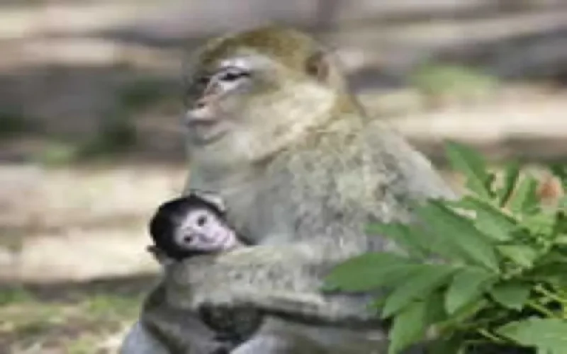 Les singes du Maroc illégalement exportés en France
