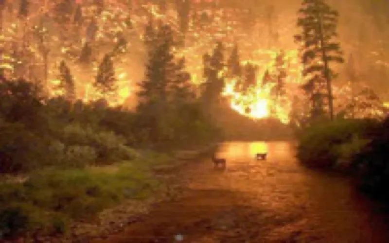 230 hectares de forêts détruits par un incendie près de Mdiq
