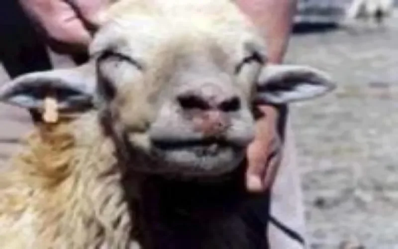 Peste ovine : L'Aïd sauvé grâce à un vaccin marocain