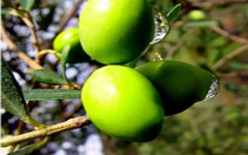 Le Maroc tient tête à la crise