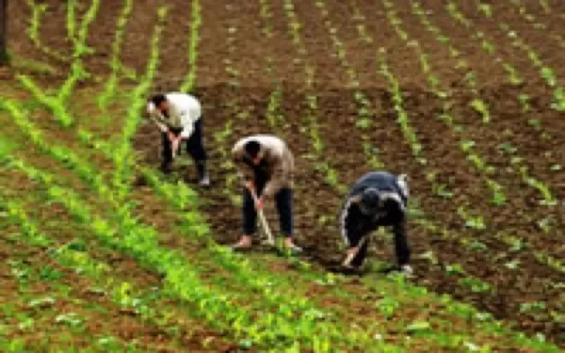 Un trafic de main d'oeuvre marocaine démantelé dans le bordelais