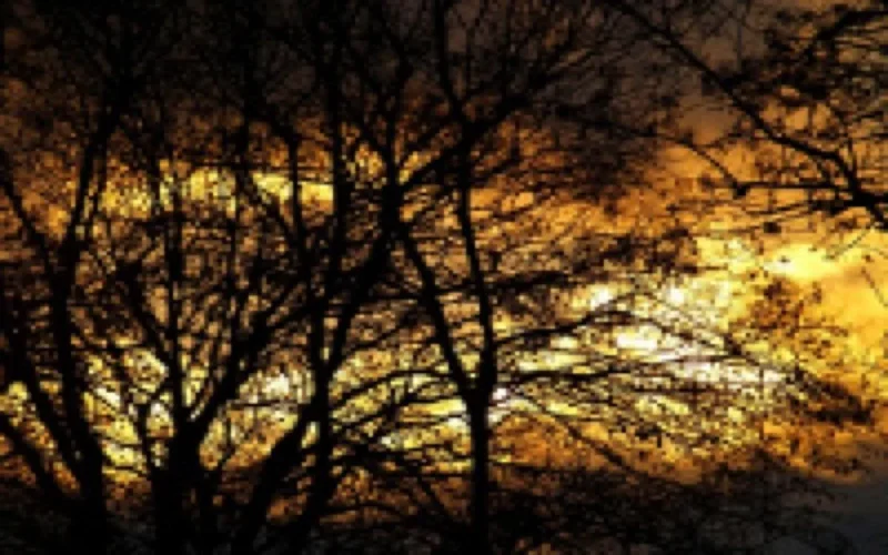 Un incendie ravage 65 ha de la forêt de Mâamora