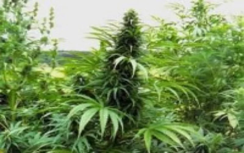 Cannabis : l'Afghanistan détrône le Maroc