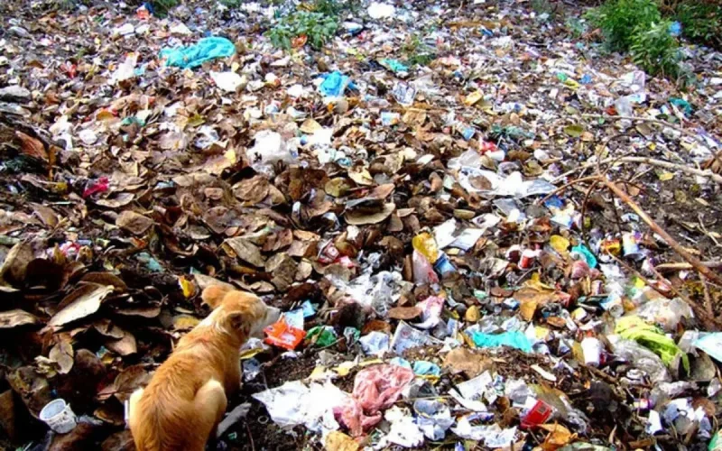 Le Maroc, 2ème consommateur de sacs plastiques au monde