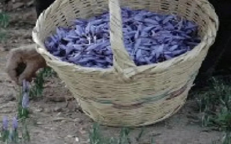 Vers une bourse du Safran marocain