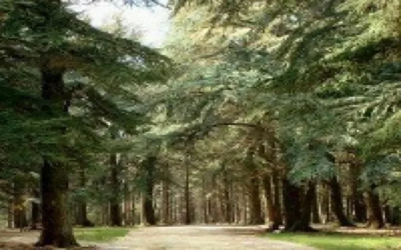 Le cèdre menacé par la mafia du bois à Midelt