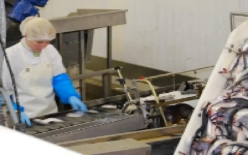 Asphyxie de 40 ouvrières dans une conserverie de poissons à Larache