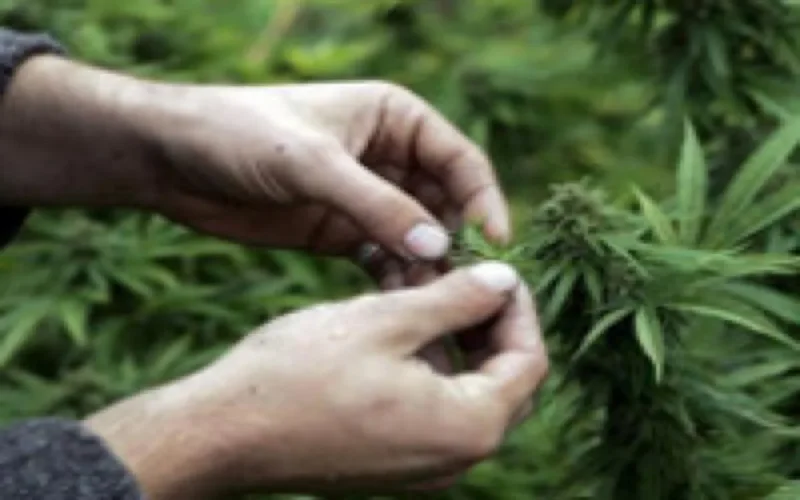 Cannabis : les terres cultivées régressent de 65% au Maroc