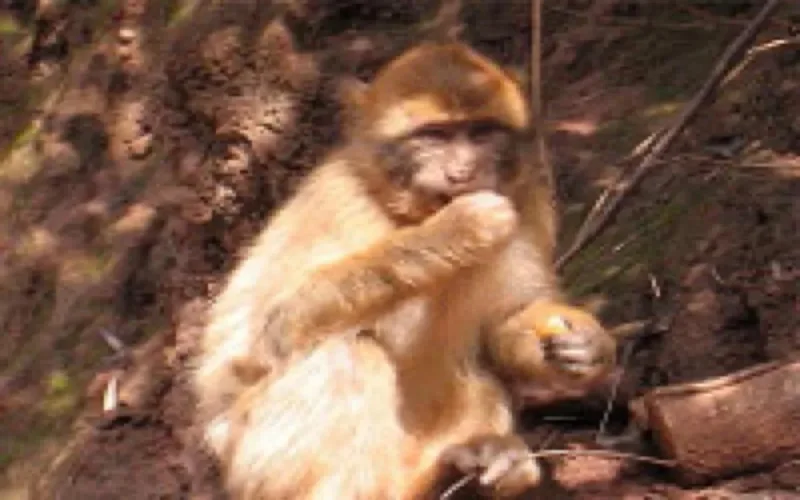 Un parc pour les singes de l'Atlas fait polémique à Montpellier