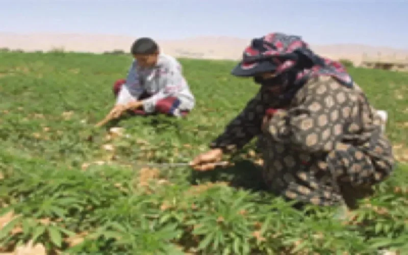 L'Istiqlal propose la légalisation du cannabis