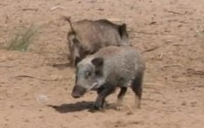 Des sangliers s'attaquent aux habitants de Salé