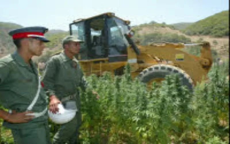 Le Maroc en tête des producteurs mondiaux de cannabis