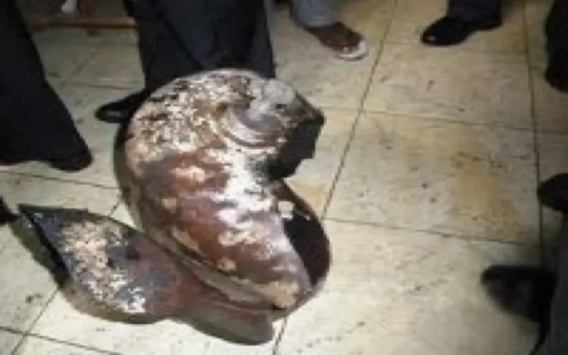 Neuf blessés dans l'explosion d'un café à Salé 