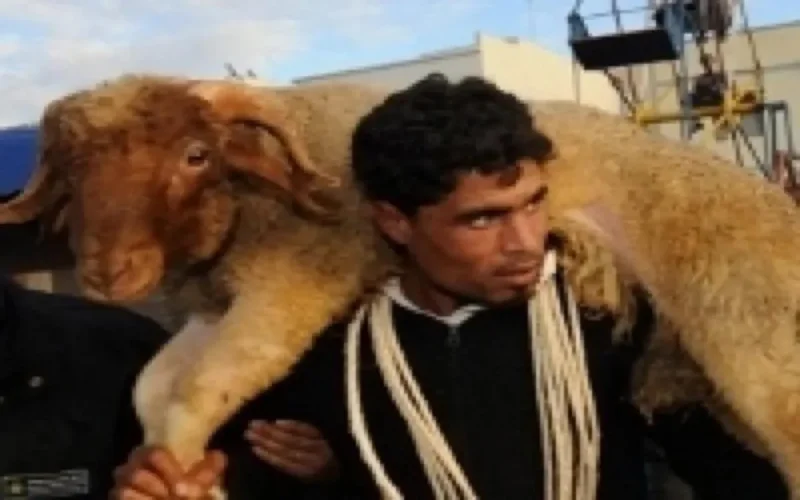 Aïd Al Adha : 6000 moutons marocains pour Melilla 