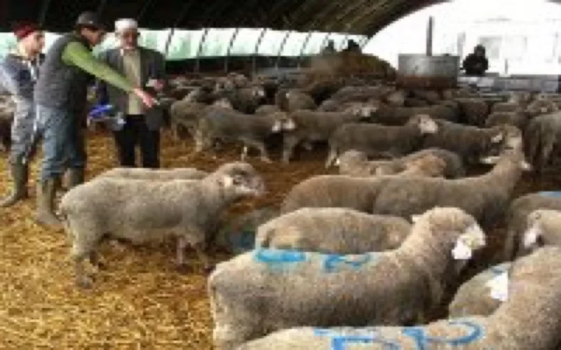 Pays-Bas : six ans de prison pour abattage clandestin 