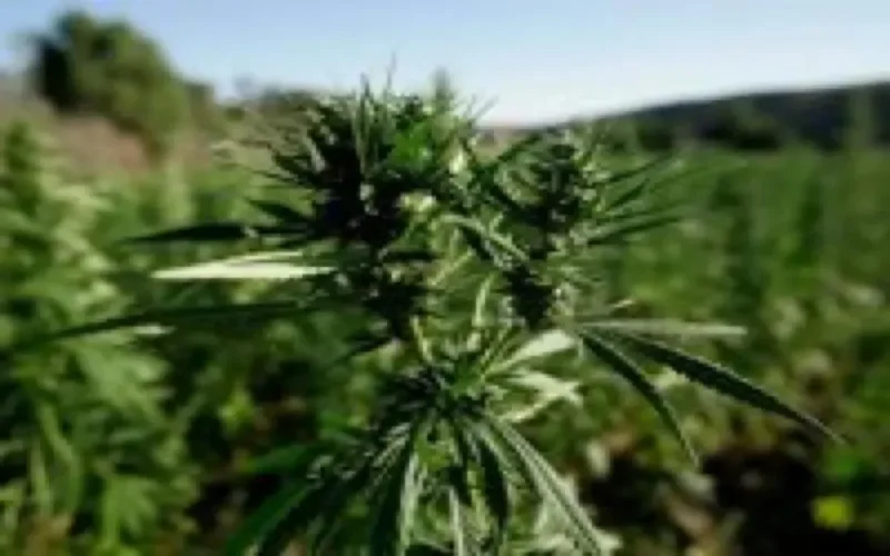 Les terres des Habous servent-elles à la culture de cannabis ?