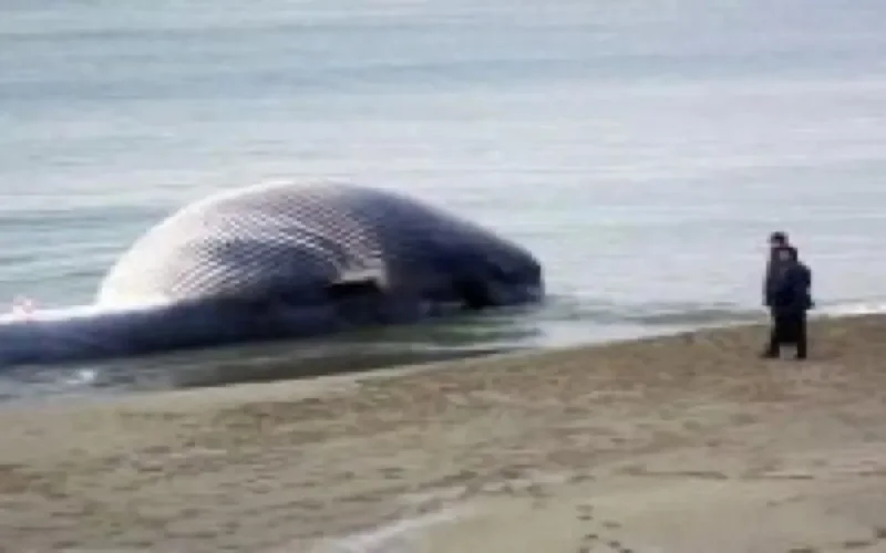 Deux baleines rejetées par la mer à Safi et Agadir