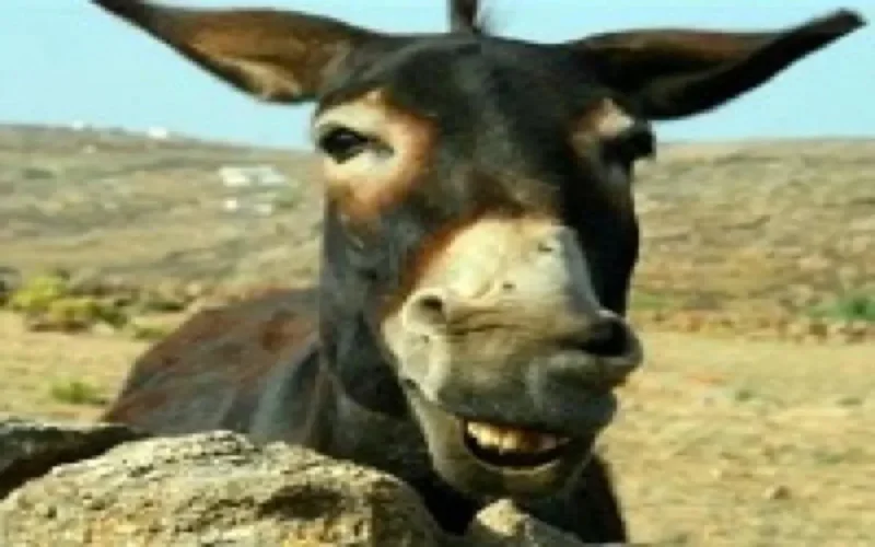 Huit tonnes de chira saisies à Oujda