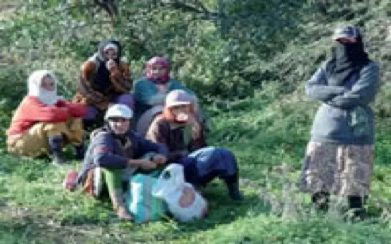Une armée de saisonniers étrangers en Provence