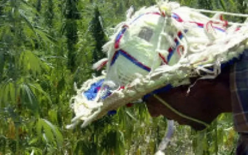 La révolte du kif dans le Rif