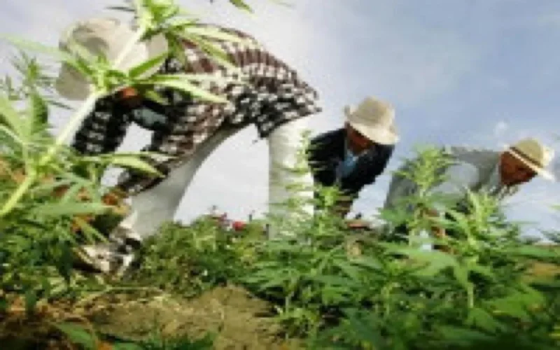 La légalisation du cannabis devant le Parlement marocain