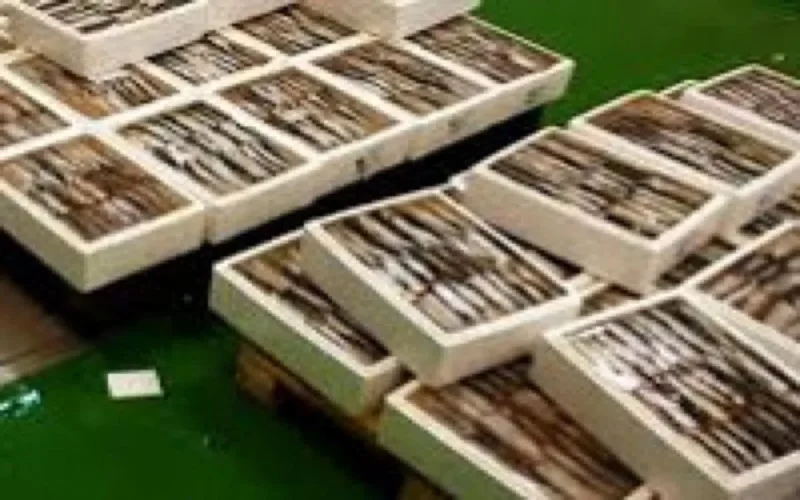 L'Espagne met la main sur 900 kilos de haschich cachés dans des sardines
