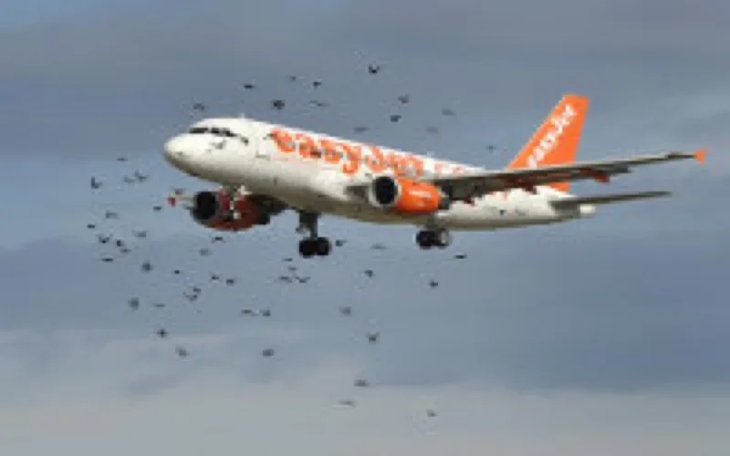 Insolite : un oiseau force un avion d'Easy Jet à atterrir à Casablanca