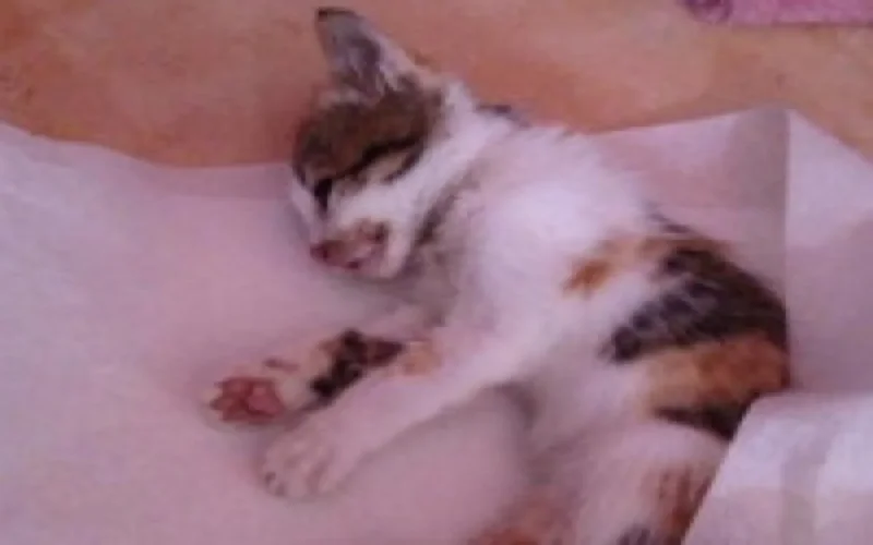 Le chat qui avait la rage en France venait du Maroc