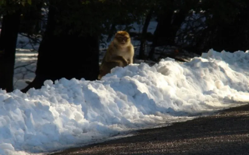 Fortes chutes de neige au Maroc