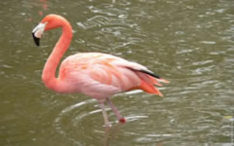 Dans le Sud marocain, des flamants roses aux confins du Sahara