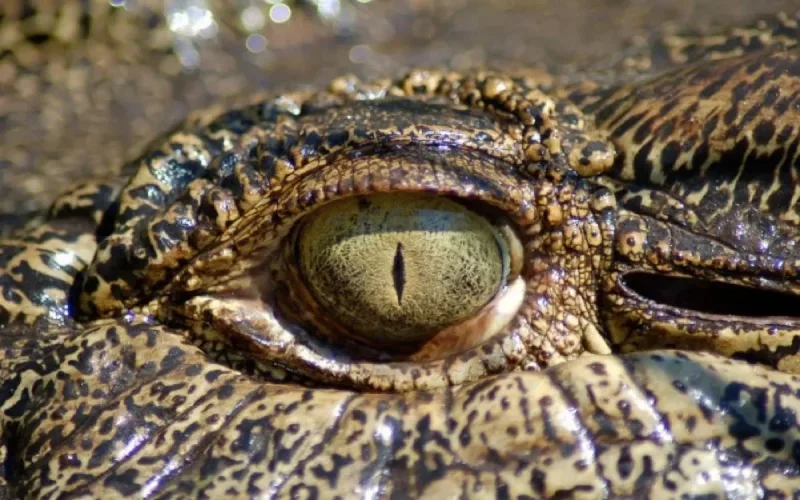 Six crocodiles et trois girafes arrivent au zoo de Rabat